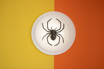 black and creepy spider in plate on colorful background. minimal creative idea for a party, holidays, Halloween . flat lay concept.