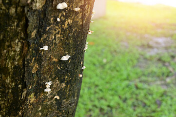 Closeup of White Groups Mushrooms growing on the tree in the forest at Thailand.