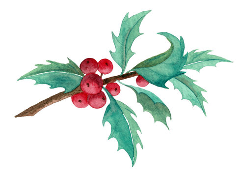 Watercolor Holly Branch. Green Leaves and red Berry. Botanical hand painted Illustration on white isolated background for Christmas postcards or invitations