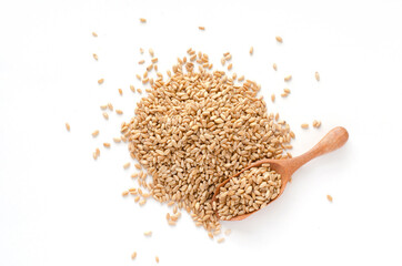 Dry organic wheat seed pile on white background with some seed in wooden spoon. For healthy or carbohydrate food ingredient concept