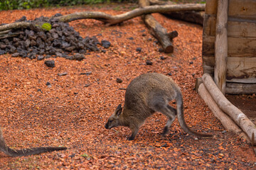 Naklejka premium Amazing young wallaby playing in the Australian outback and looking for food. Super cute little kangaroo is jumping around in the savanna sand.