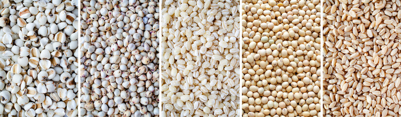 Collection of organic cereal and grain seed stripe consisted of job's tear, millet, pearl barley, soybean, and wheat