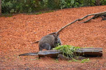 Amazing young wallaby playing in the Australian outback and looking for food. Super cute little...