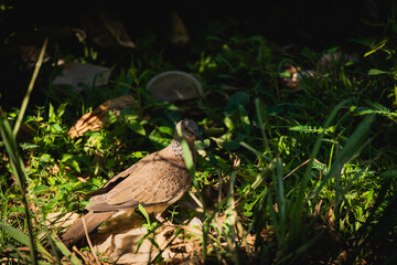 Spotted dove standing on the ground, and looking at camera. 