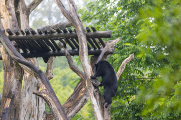 Amazing black bear are climbing in the forest and wants to play with his friend. Two bears are fighting ind the trees and trying to stay on the tree. Just wonderful animals.