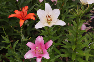 multi-colored lilies in the summer garden. Flower background