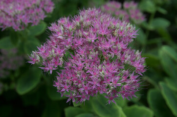 Hylotelephium - spectabile flowers green and pink