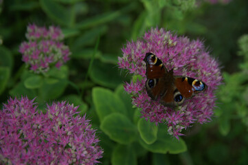 Hylotelephium spectabile green and pink tiny flowers Peacock butterfly - Inachis io