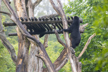 Amazing black bear are climbing in the forest and wants to play with his friend. Two bears are fighting ind the trees and trying to stay on the tree. Just wonderful animals.