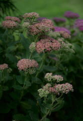 Hylotelephium spectabile green and pink tiny flowers