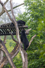 Amazing black bear are climbing in the forest and wants to play with his friend. Two bears are fighting ind the trees and trying to stay on the tree. Just wonderful animals.