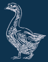 Fototapeta na wymiar Textured outline brush drawing of walking domestic goose