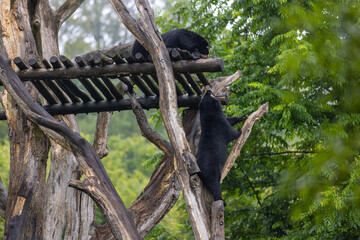 Amazing black bear are climbing in the forest and wants to play with his friend. Two bears are fighting ind the trees and trying to stay on the tree. Just wonderful animals.
