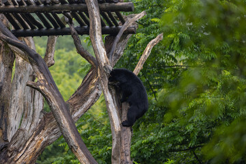 Amazing black bear are climbing in the forest and wants to play with his friend. Two bears are fighting ind the trees and trying to stay on the tree. Just wonderful animals.