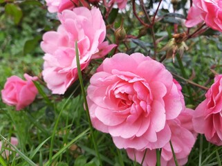 Beautiful pink roses in the garden