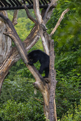 Amazing black bear are climbing in the forest and wants to play with his friend. Two bears are fighting ind the trees and trying to stay on the tree. Just wonderful animals.