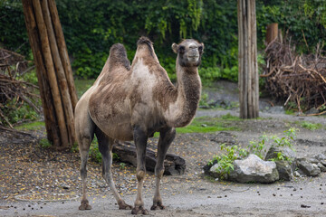 An amazing camel is walking through the savanna. The camel is keeping the water in his body for so many days. A wonderful animal in Africa.