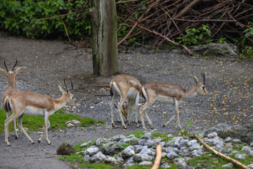 Amazing deers are walking in the forest and looking for some food. The deer is just a beautiful animal and so cute. There are so many young deers.