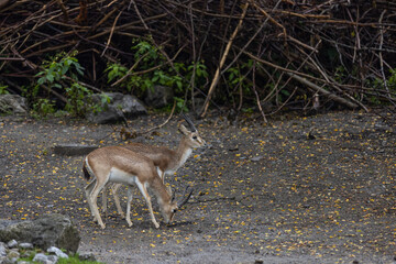 Amazing deers are walking in the forest and looking for some food. The deer is just a beautiful animal and so cute. There are so many young deers.