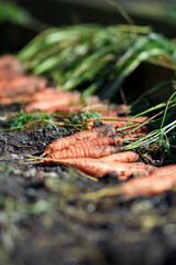 Fresh carrots. Pile of fresh ripe carrots on field. Organic farming.