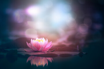 Pink lotus flower on shiny dark background  - obrazy, fototapety, plakaty