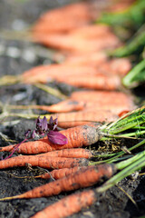 Fresh carrots. Pile of fresh ripe carrots on field. Organic farming.