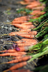 Fresh carrots. Pile of fresh ripe carrots on field. Organic farming.