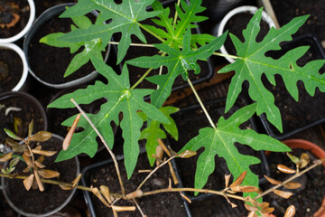 large green leaves of papaya plant