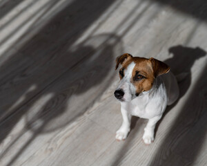 Jack russell terrier dog on the wooden floor. Shade from blinds and fan