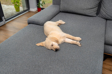 Male golden retriever puppy sleeping on the couch in the living room of the house, terrace window visible.