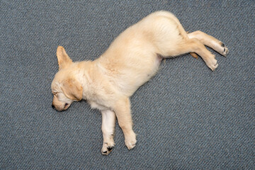 Male golden retriever puppy sleeping on the couch in the living room of the house, view from above.