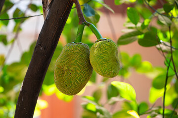 Jackfruit