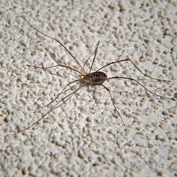 An animal, an arachnid called Kosarz, warming in the rays of the sun on the wall of a building in the town of Fasty in Podlasie, Poland.