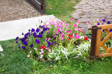 Fototapeta na wymiar Pink and purple petunia in the garden