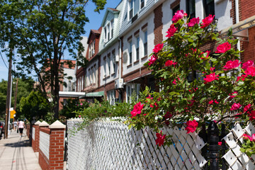 Fototapeta na wymiar Red Roses with a Row of Brick Residential Buildings and Homes in Astoria Queens New York along a Sidewalk