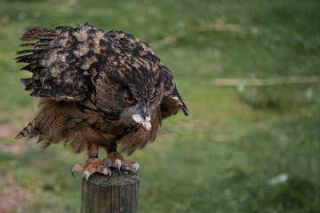 Close up of a eurasian eagle-owl (Bubo bubo) perched on a pole eating a piece of meat
