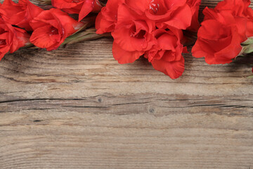 Red gladiolus flowers on a wooden background, copy space.