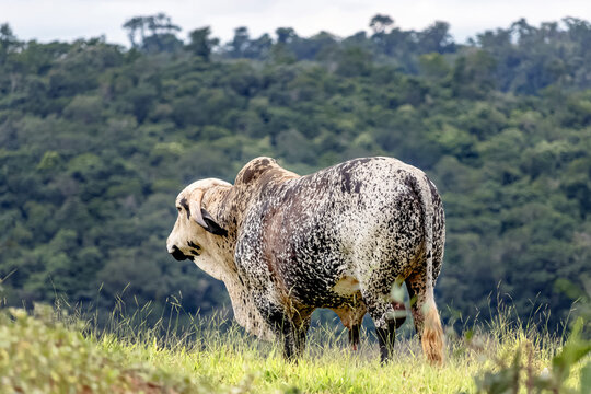 Grande touro branco com muitas manchas marrons isolado de costas para a foto