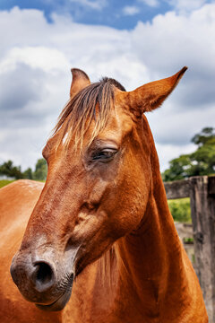 Close lateral de um cavalo marrom com c&eacute;u azul ao fundo