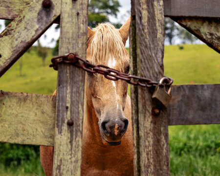 close de cavalo marrom por tr&aacute;s das correntes de uma porteira fechada