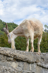Scratching Billy goat, Samegrelo, Georgia 