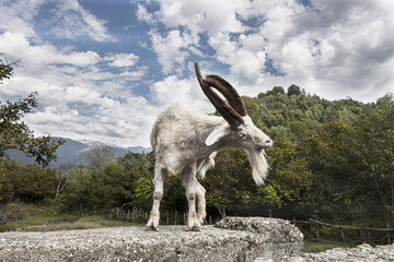 A funny position of a scratching Billy goat with twisted horns, Samegrelo, Georgia.