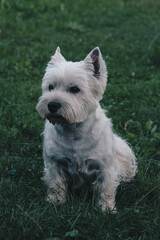 west highland white terrier
