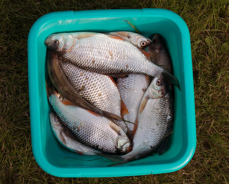 Fish in a bucket, bucket full of fish, fishing. Roaches in a bucket