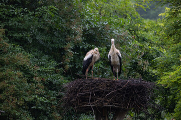 A wonderful stork is sitting on a tree in a nest and waiting to deliver some babies. An amazing bird and so beautiful.