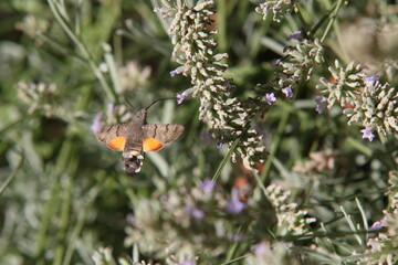 butterfly catch the nectar