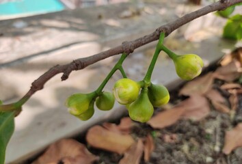 branch of a tree