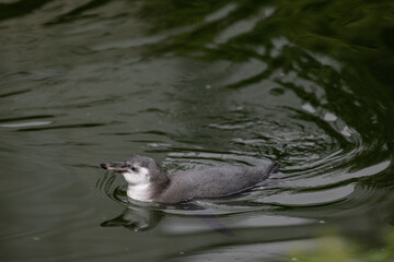 A young penguin is swimming through the water and then walking to the land and looking for his friends where they are. Amazing cute penguins are just relaxing to watch them play.