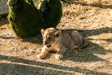 The Republic of Crimea. July 17, 2021. A small lion cub in the aviary of the Lion Taigan Park in the city of Belogorsk.