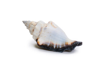 Beautiful sea shell